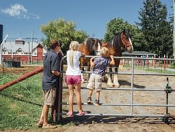 Family looking at horse near Embassy Hotel & Suites Ottawa