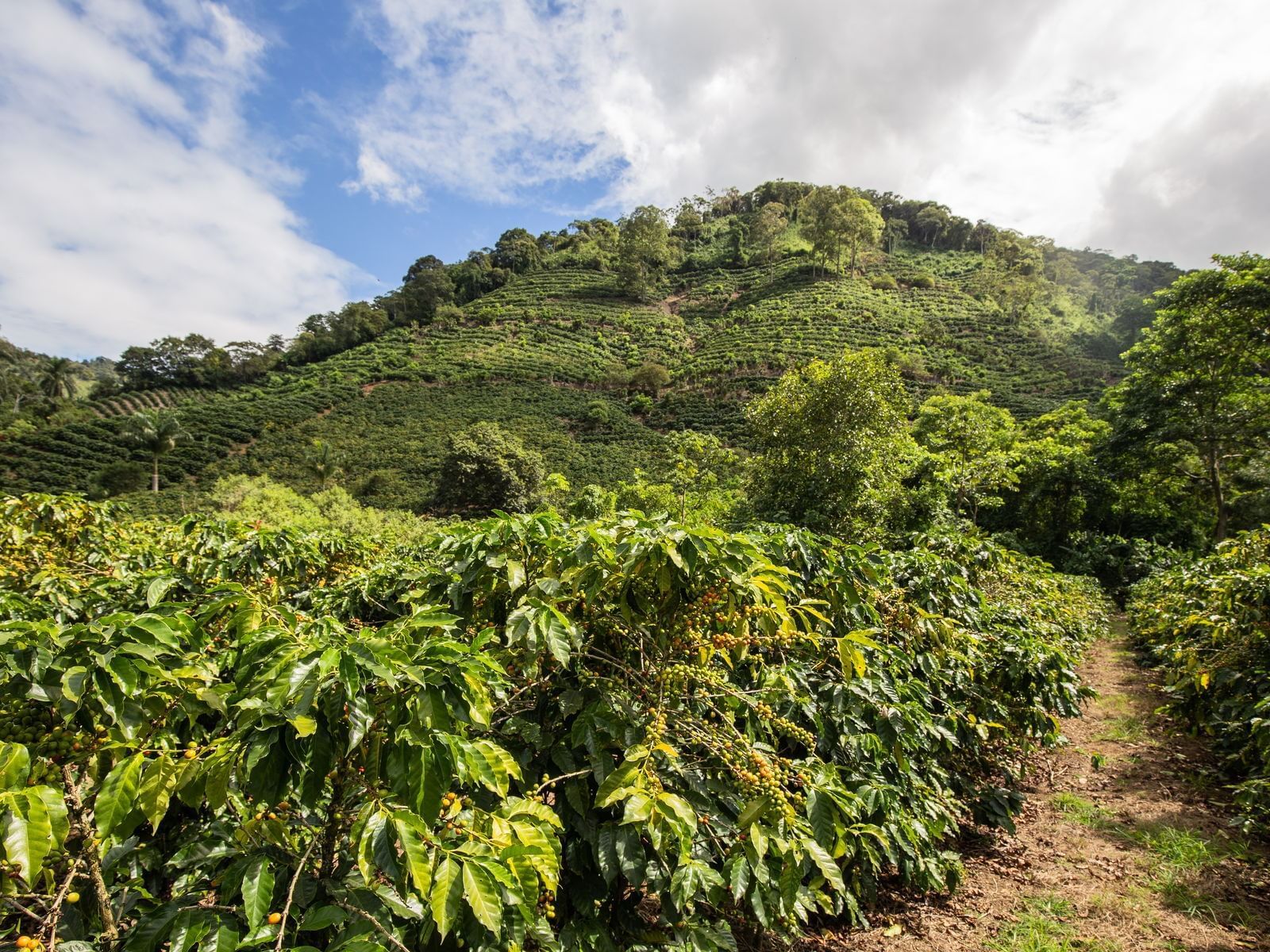 Costa Rica coffee travel