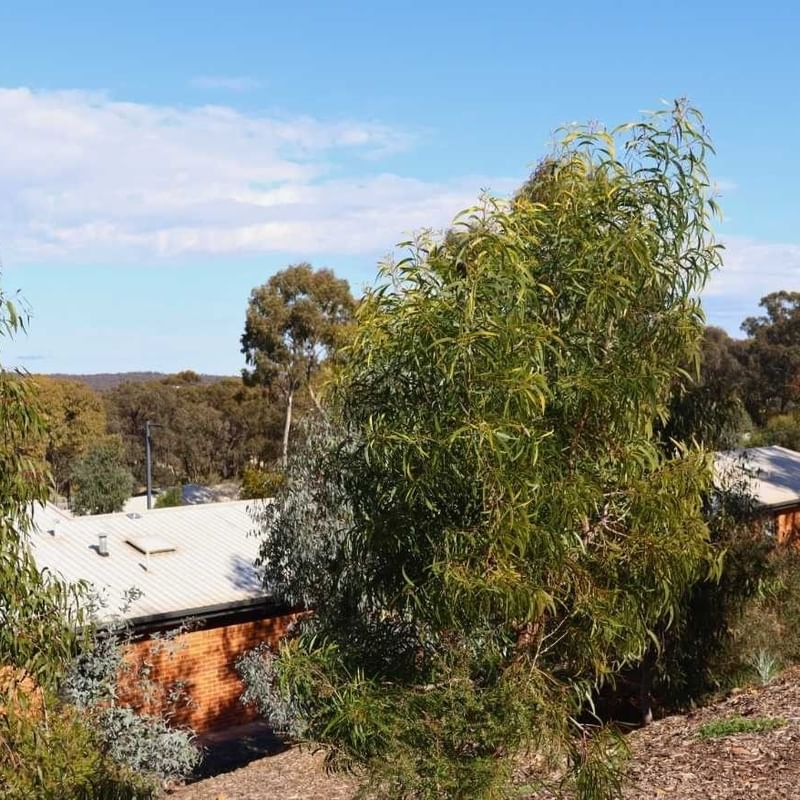 Terraces surrounded by lush trees and greenery with clear sky in the background.