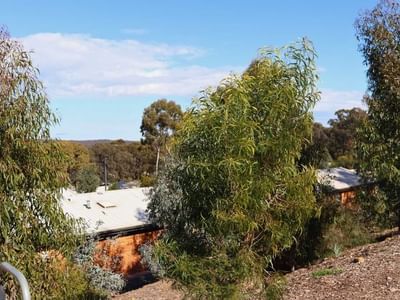 Terraces surrounded by lush trees and greenery with clear sky in the background.