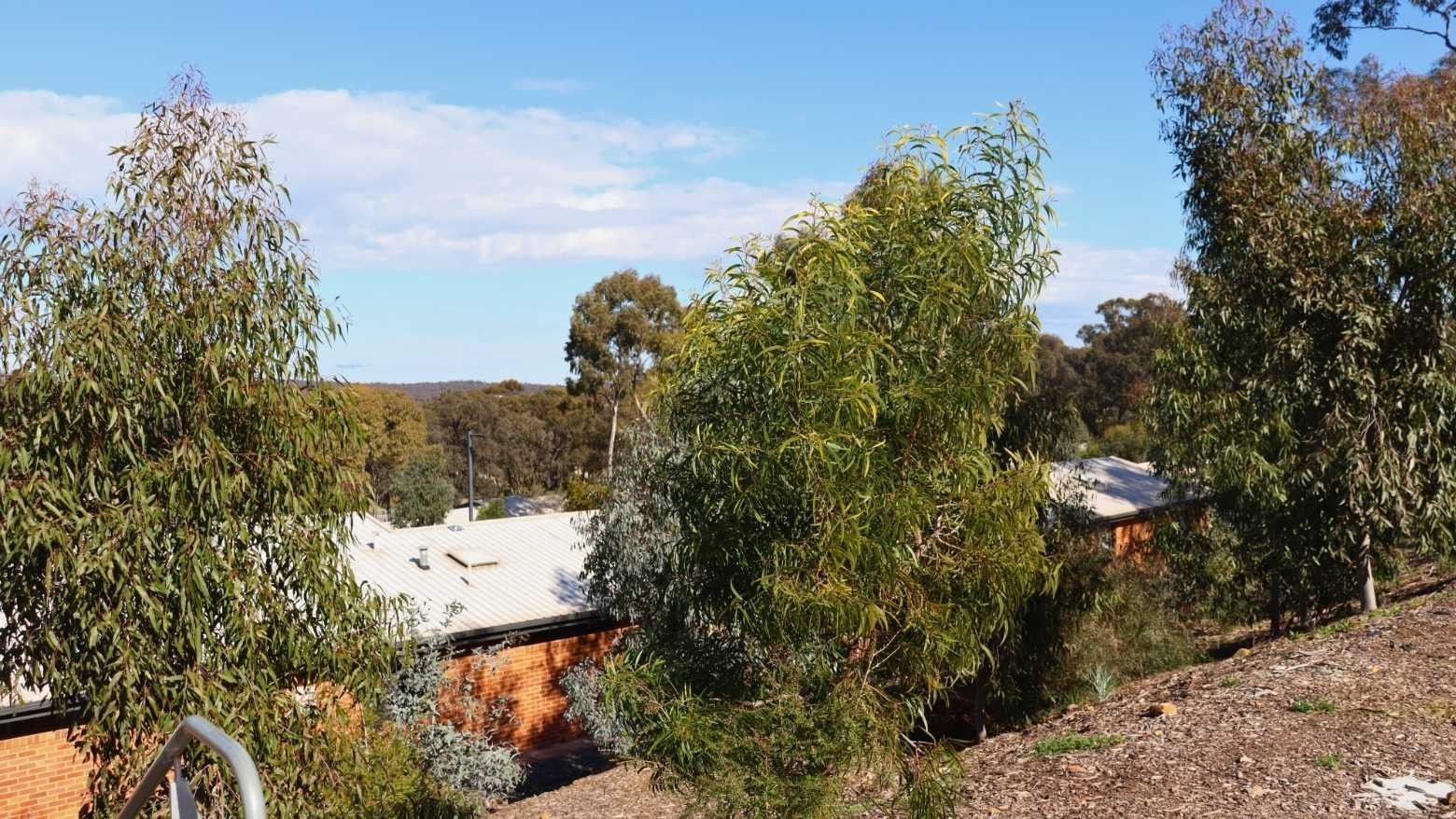 Terraces surrounded by lush trees and greenery with clear sky in the background.