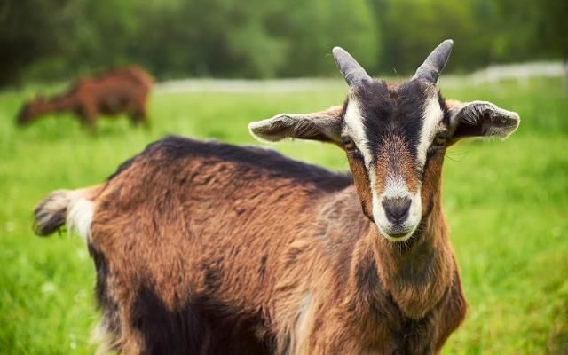 goats at hogshaw farm & wildlife park in buckingham