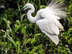 White pelican on a tree branch at Laura Quinn Wild Bird Sanctuary near Bayside Inn Key Largo