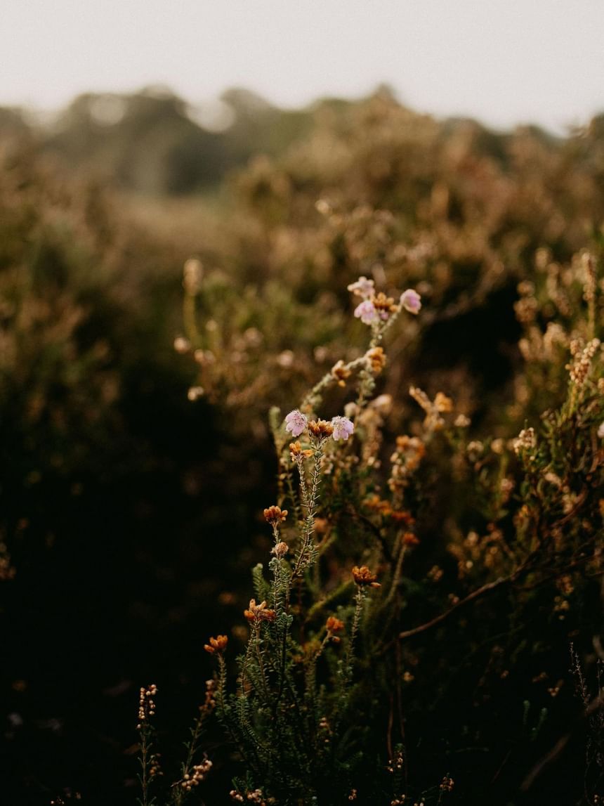 Close-up of wildflowers in a sunlit field near Hotel Brookmere