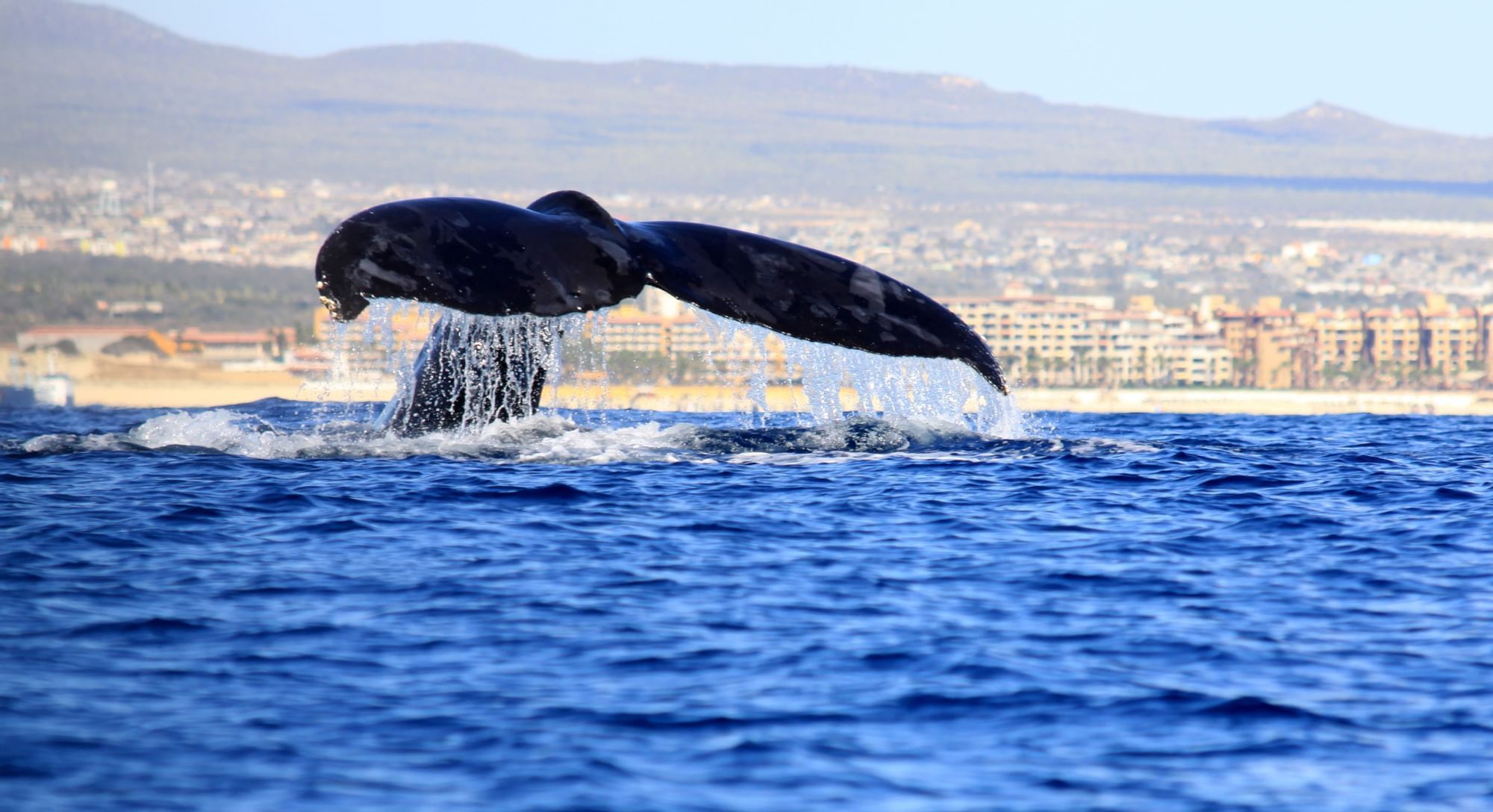 A whale diving into the sea near Marquis Los Cabos