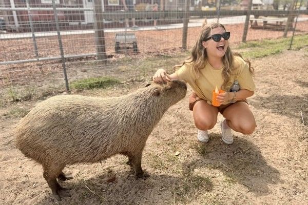 A young woman crouches and smiles as she pets a capybara during a capybara meet and greet at The Showcase of Citrus.
