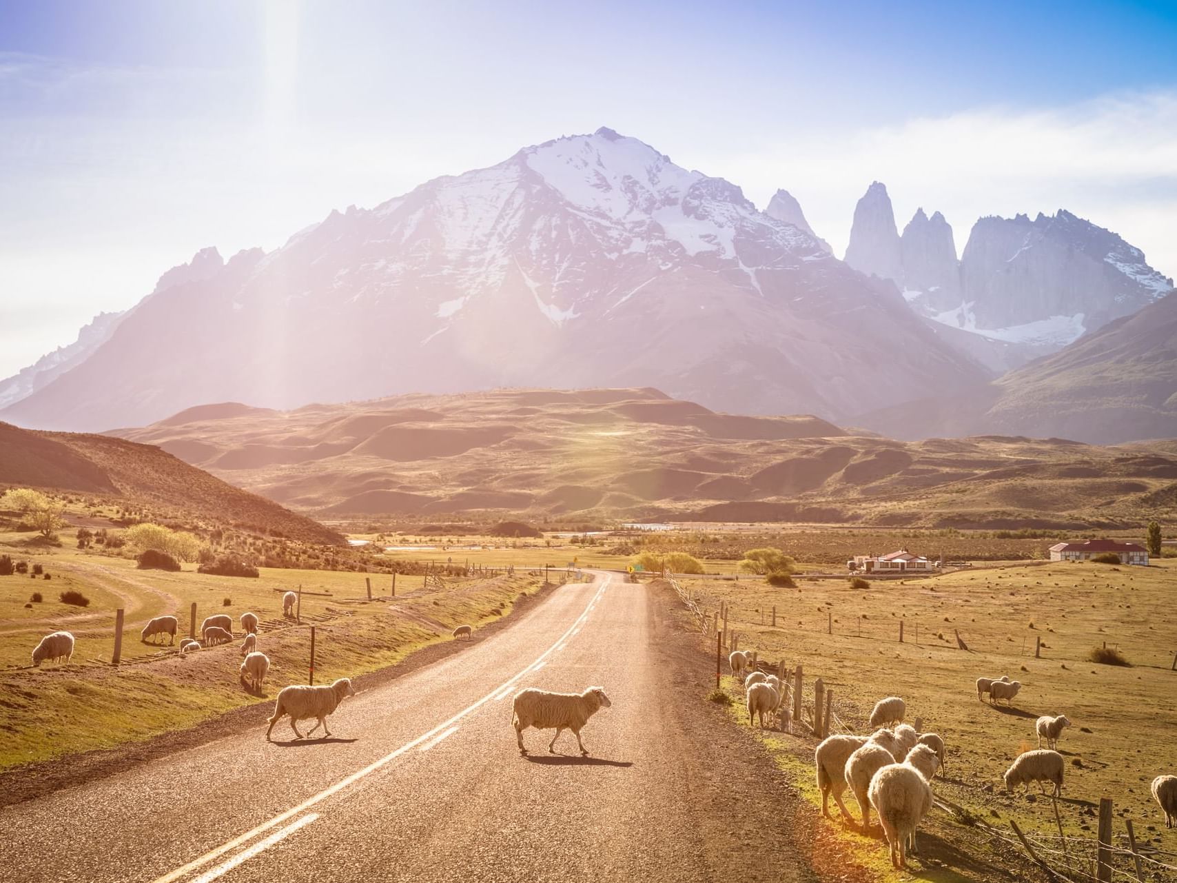 Road between grassy valleys with sheep near Hoteles Australis