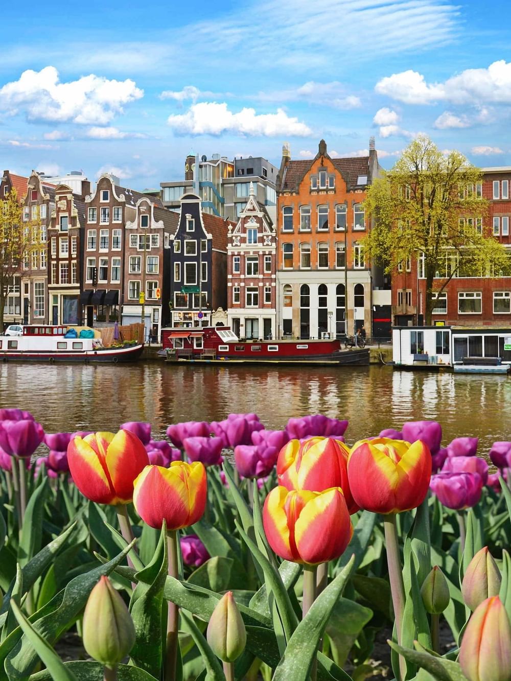 tulipes-et-bâtiments-à-Amsterdam-optimisé
