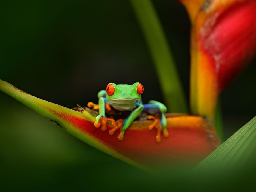 ARENAL NATURA NIGHT WALK