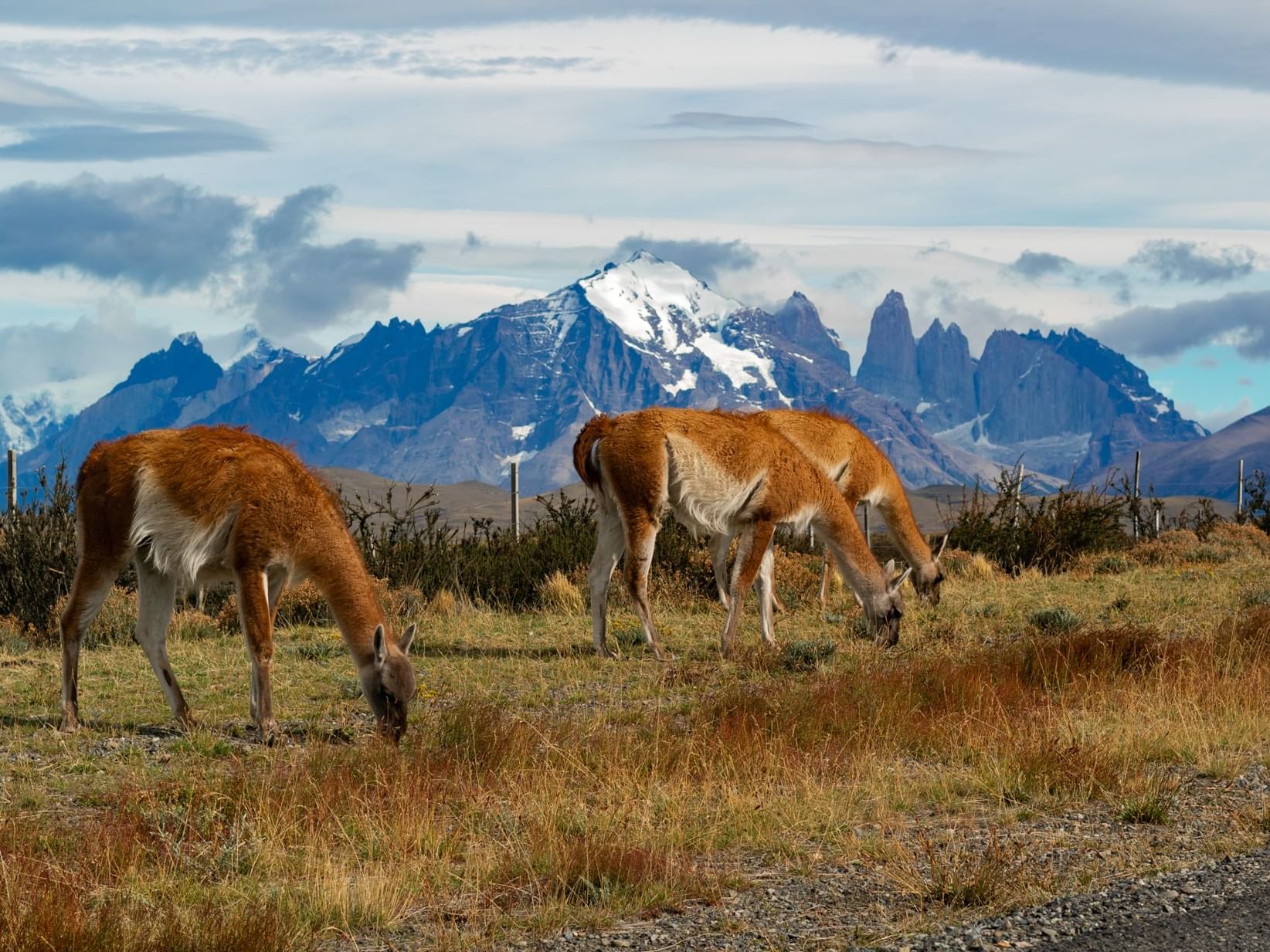 Llamas at Torres del Paine Park near The Singular Patagonia