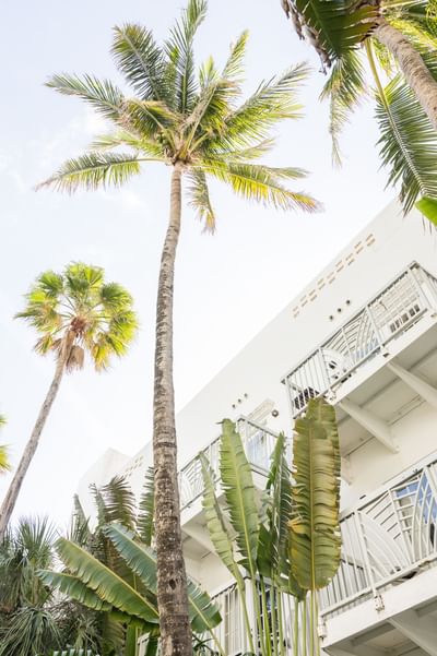 Low-angle view of The Savoy Hotel & Beach Club exterior with palm trees