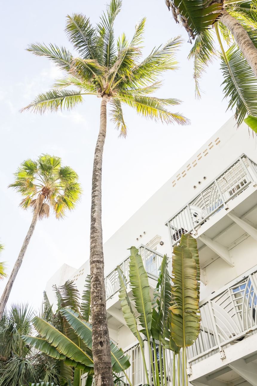 Low-angle view of the Palm trees next to the hotel at The Savoy On South Beach