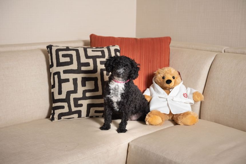 A dog and a stuffed toy on the sofa at hotel 43
