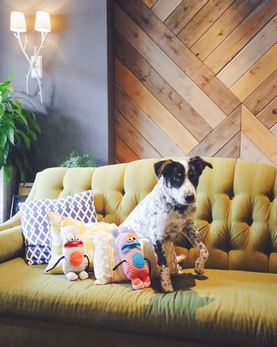 Puppy lying on the armchair with toys at Summit Lodge