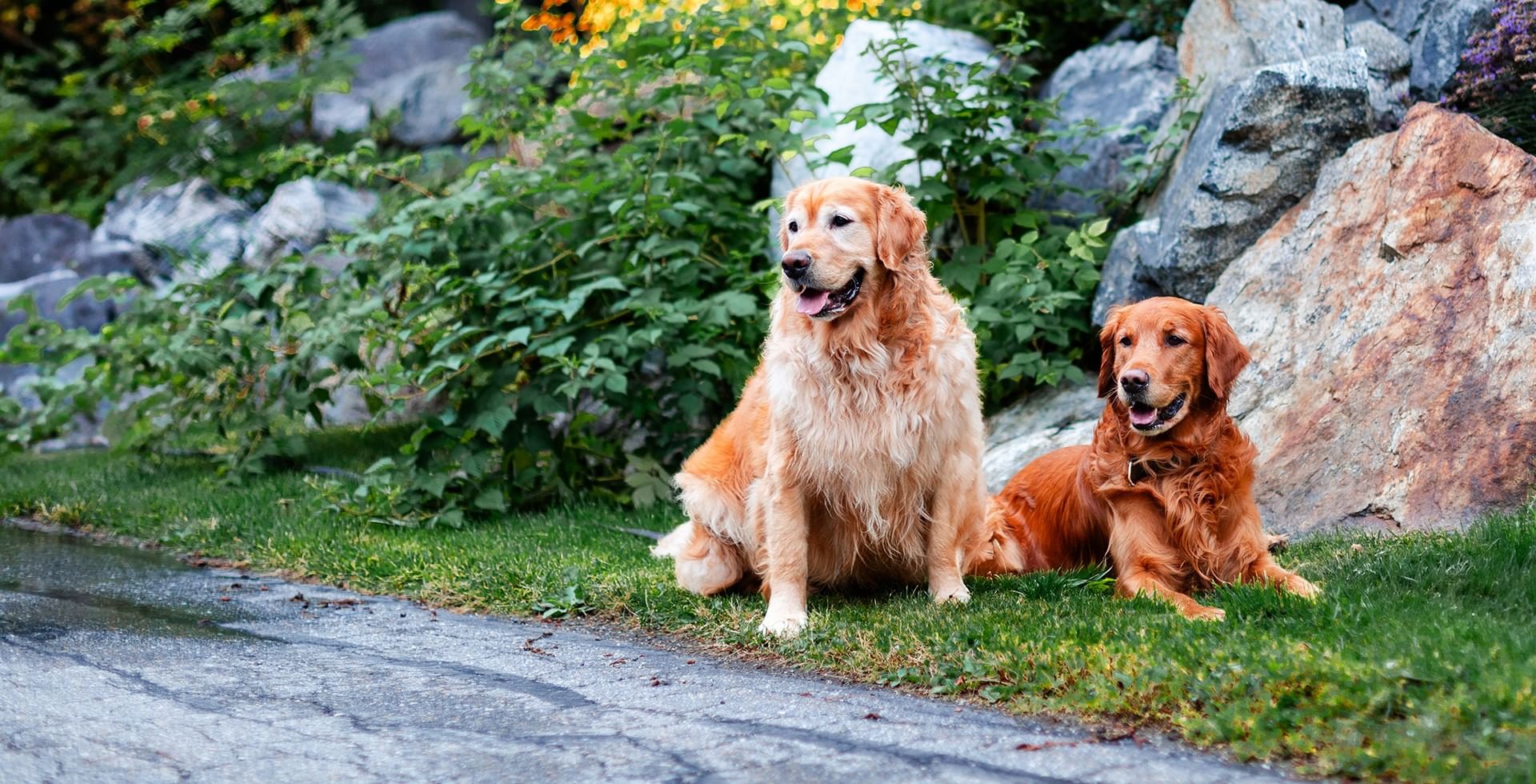 Two golden retrievers sit on grass.