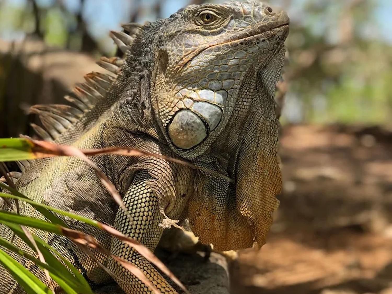 Close-up of an iguana resting on a rock near Barefoot Cay Resort & Marina