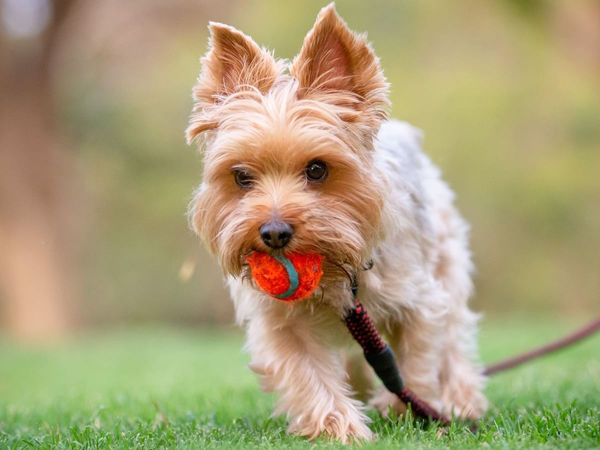 A dog running with a tennis ball in its mouth