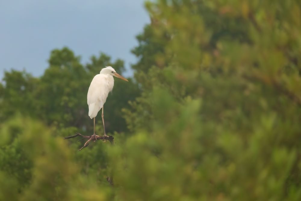 A large white bird perched in the boughs of lush green trees.
