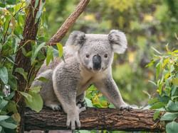 Koala Bear at Toranga Zoo near St. Giles Tank Stream Sydney