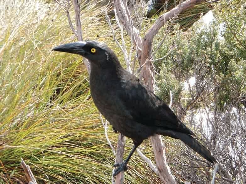 Crow on a tree captured near Cradle Mountain Hotel