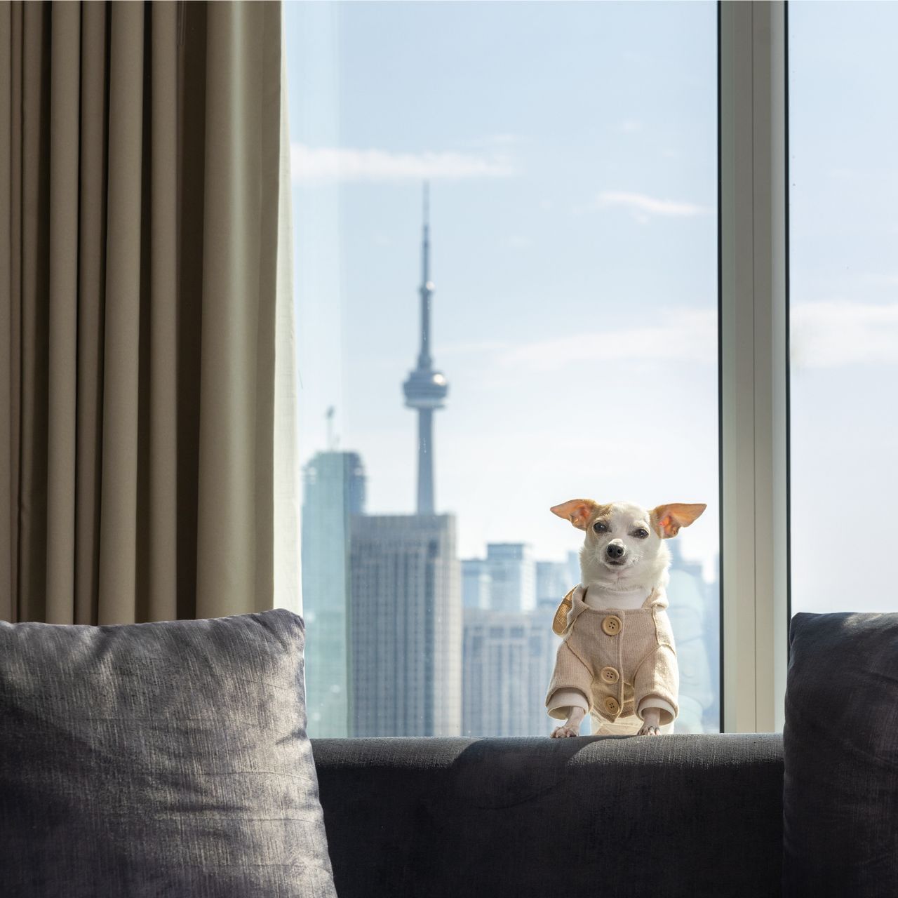A small dog in a beige coat stands on a couch, with a large window looking out to a cityscape.