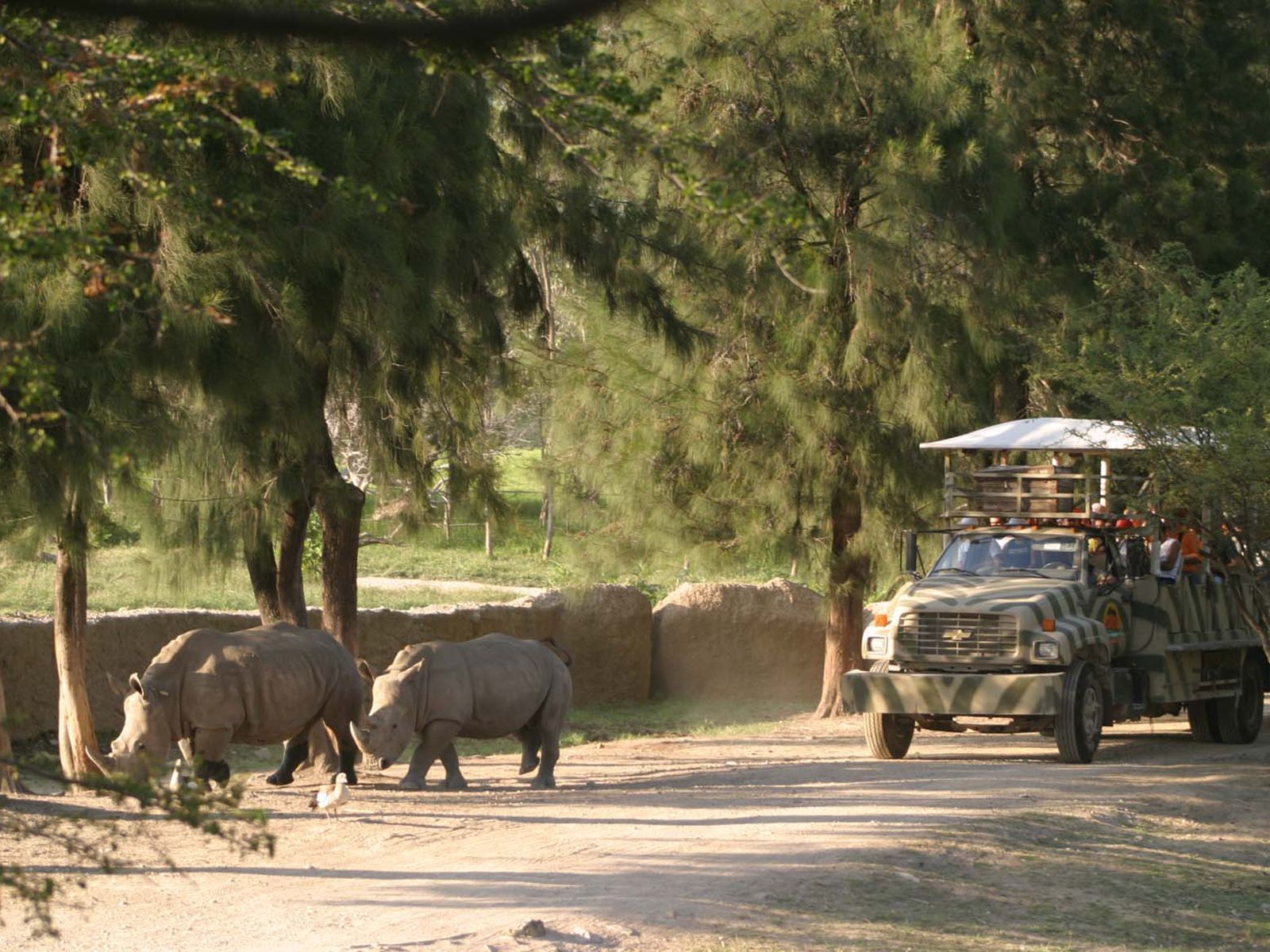 Hippopotamuses in Guadalajara Zoo near Hotel Guadalajara