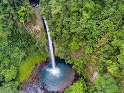Rainforest