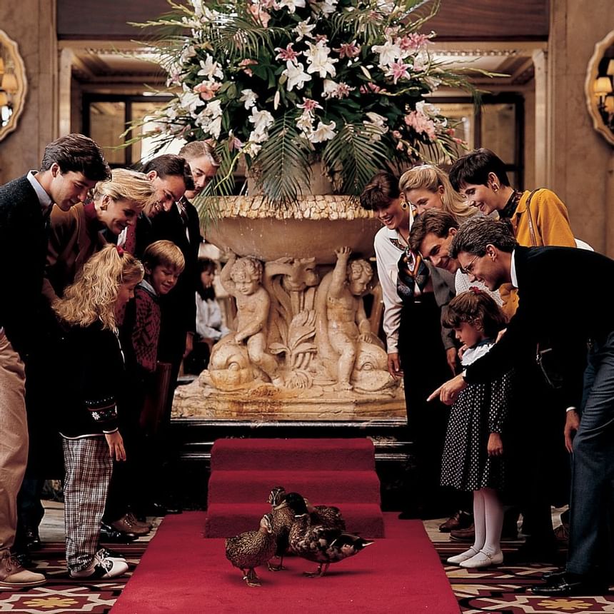 1984 image of Peabody Ducks at Peabody Hotels & Resorts