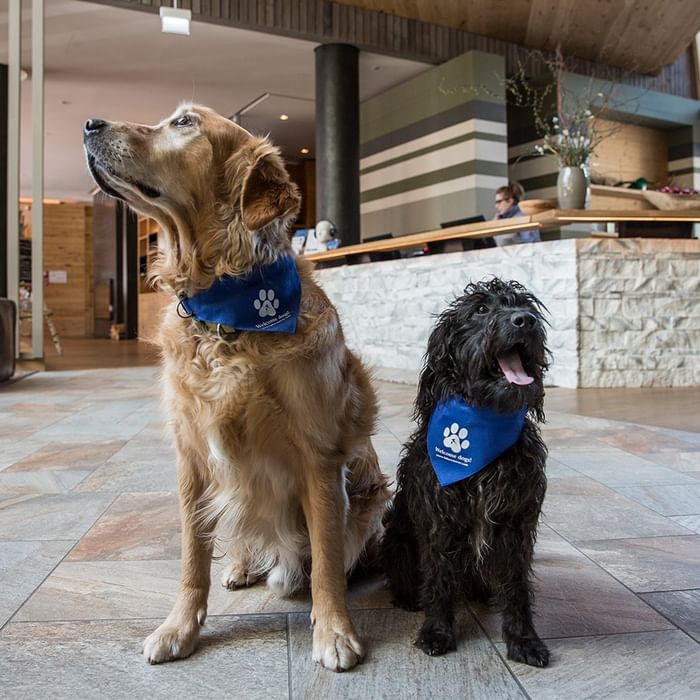 Two dogs with blue bandanas sit on tiled floor, one looking up, the other with tongue out.