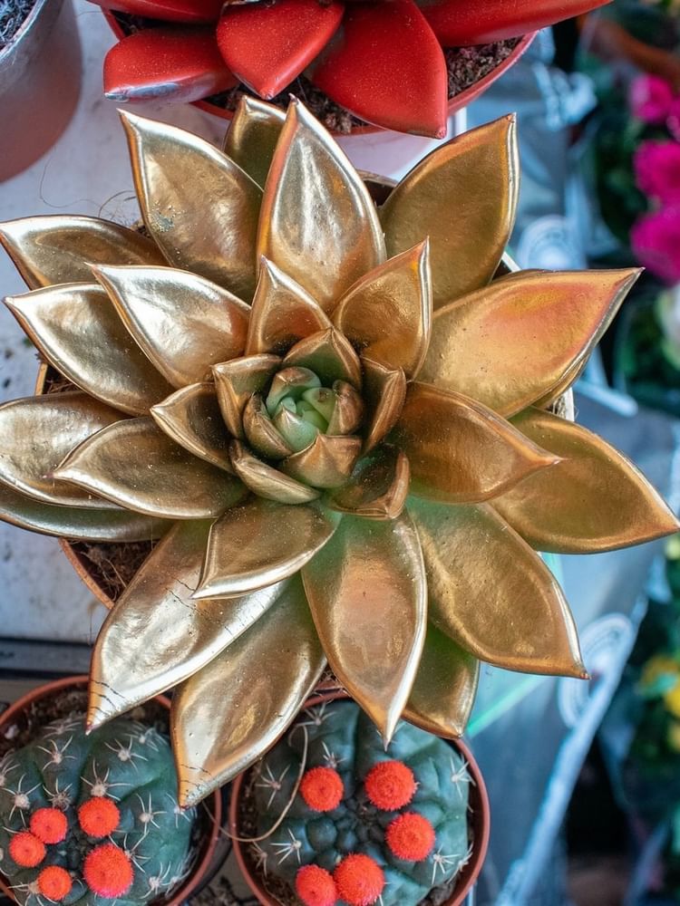 Golden succulent plant by red and green cacti in small pots under soft natural light at Warwick Hotels & Resorts