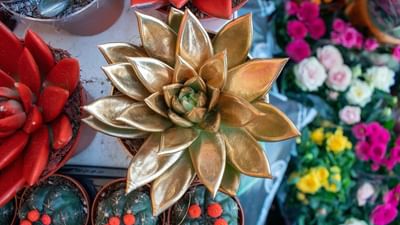 Golden succulent plant by red and green cacti in small pots under soft natural light at Warwick Hotels & Resorts