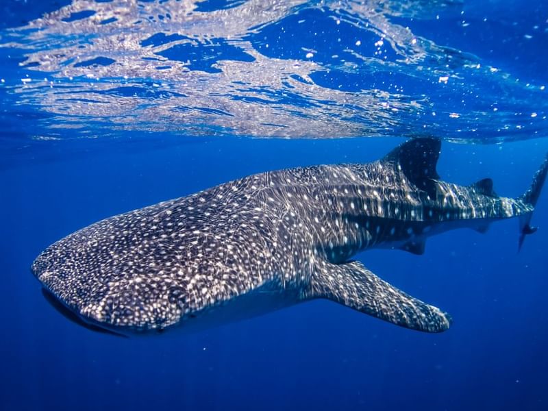 View of whale shark in the deep sea near The Reef Resorts