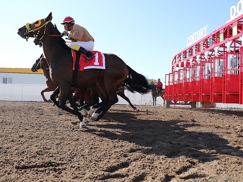 Horse racing at Century Downs Racetrack & Casino, Hotel Clique Calgary Airport