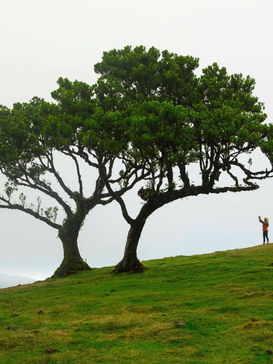 A lady by 2 trees at Levada Ribeiro Frio near Enotel Lido