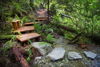 Hiking Trails at Shinrin Yoku-a Forest in Alderbrook Resort