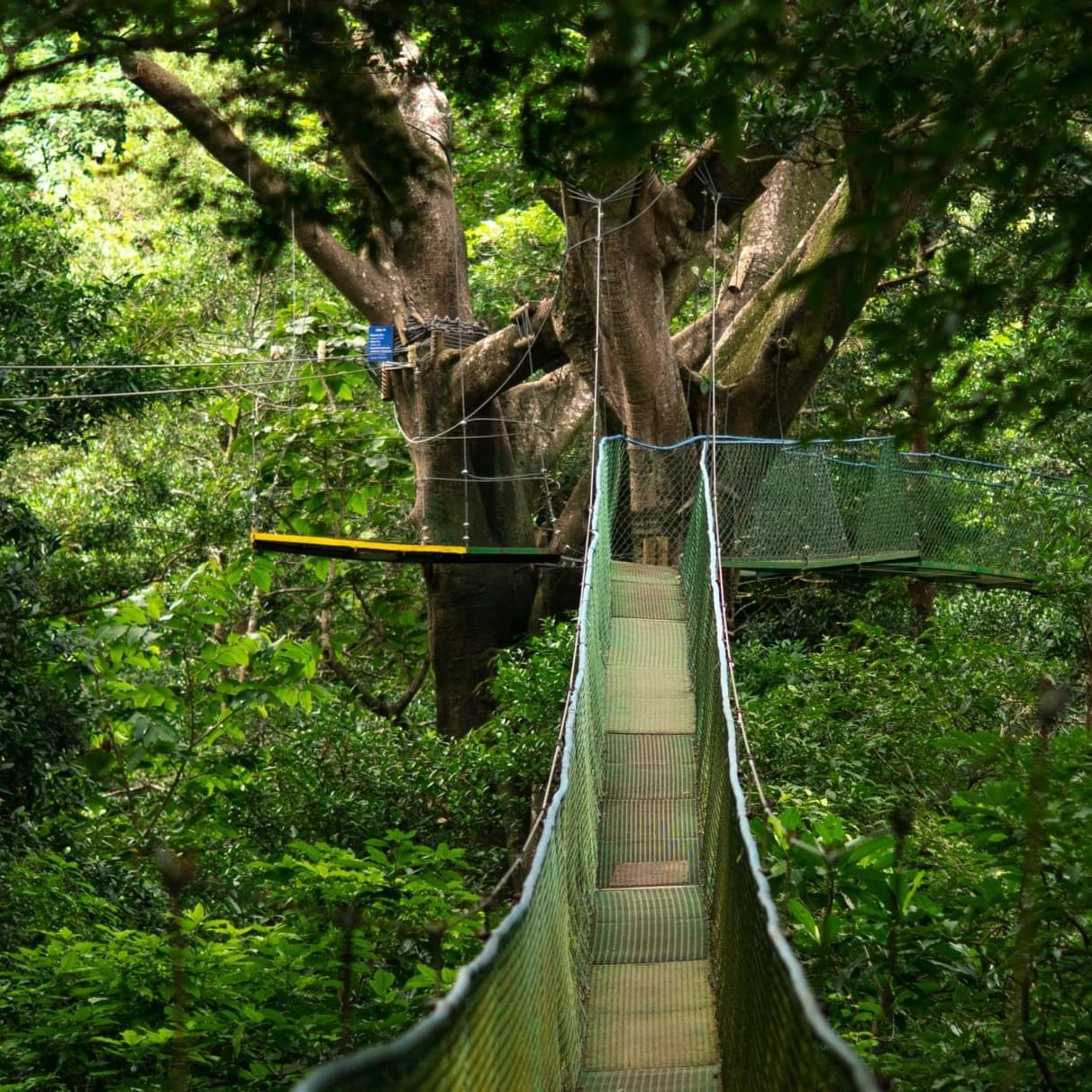 Hanging Bridge in the forest near Buena Vista Del Rincon
