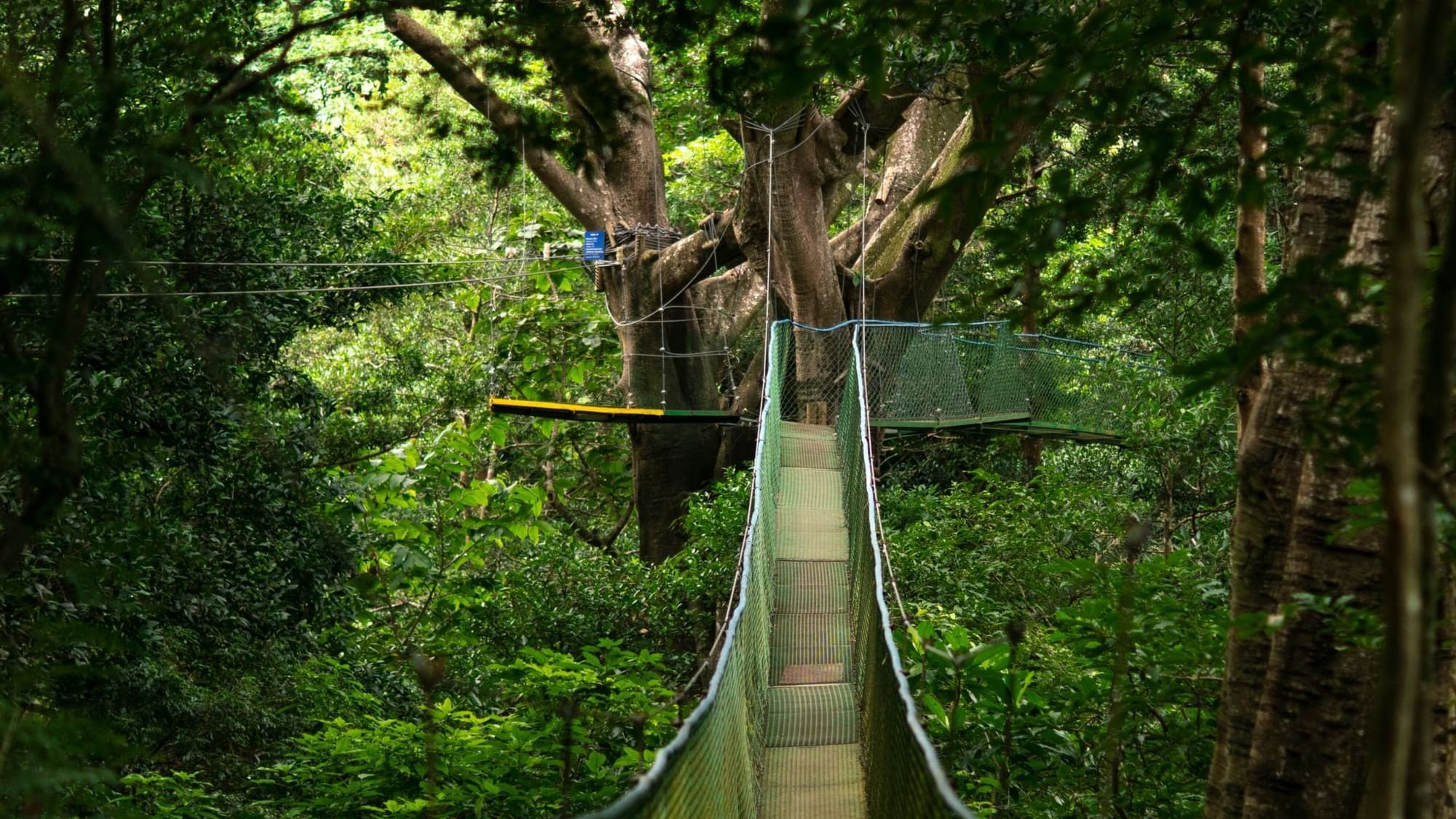 Hanging Bridge in the forest near Buena Vista Del Rincon