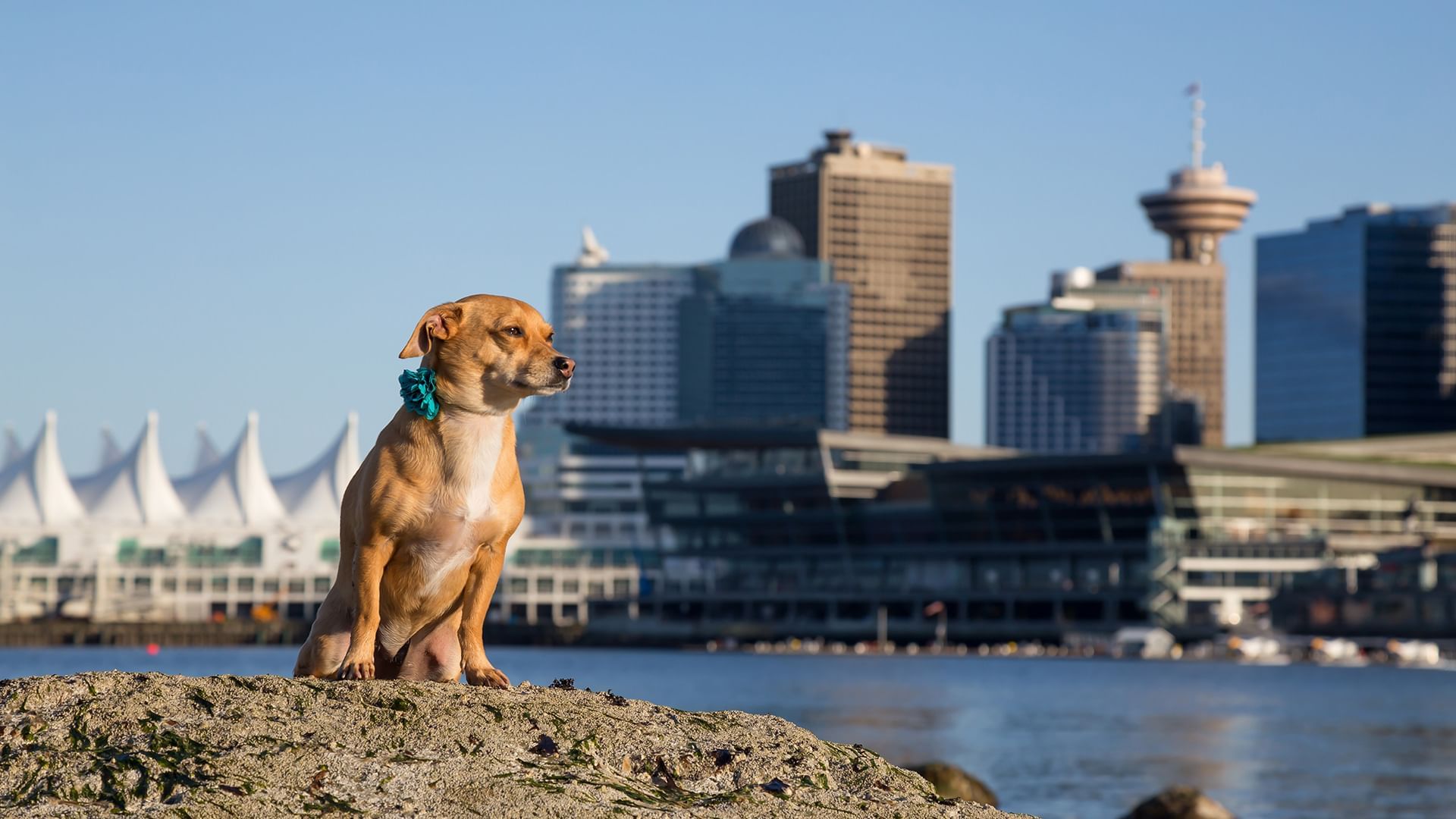 Tierpension Vancouver: Sicher & Zuverlässig