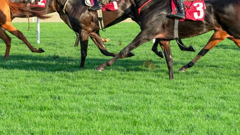 Racecourse at Rosehill Gardens