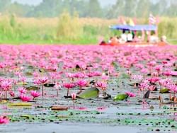 Landscape view of lotuses in the lake near Hop Inn Hotel