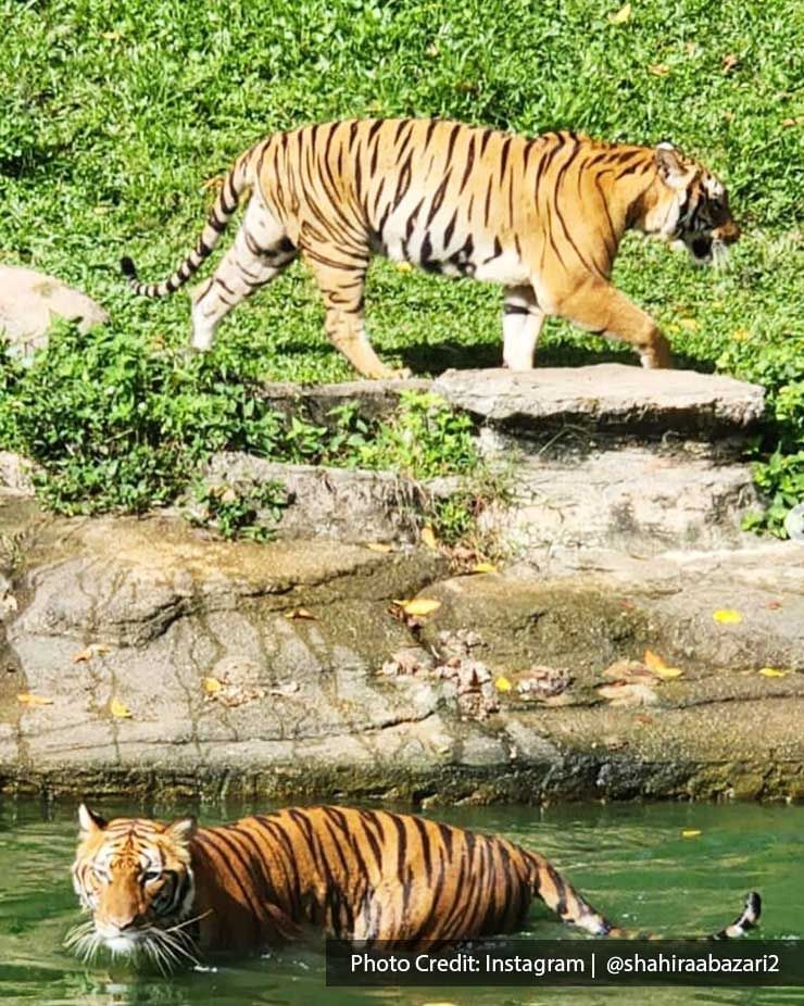 There were two tigers at the Zoo Taiping - Lexis Suites Penang