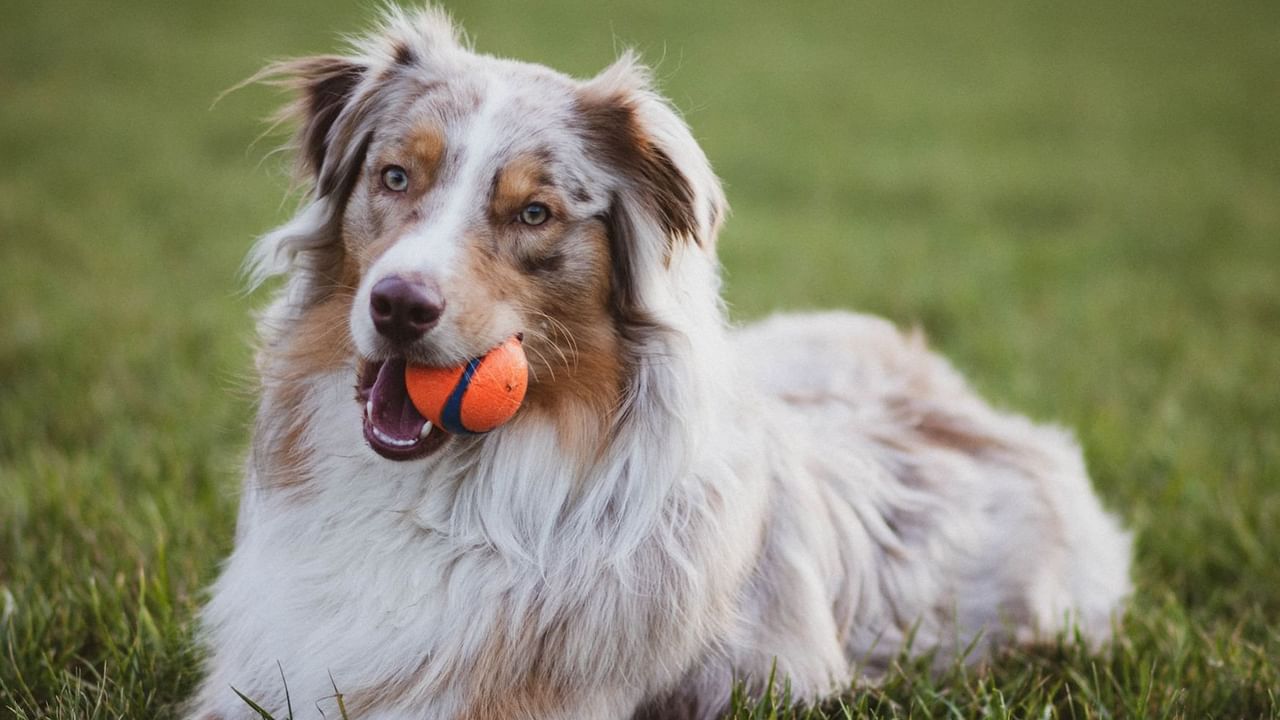 dog lying on grass with ball in mouth