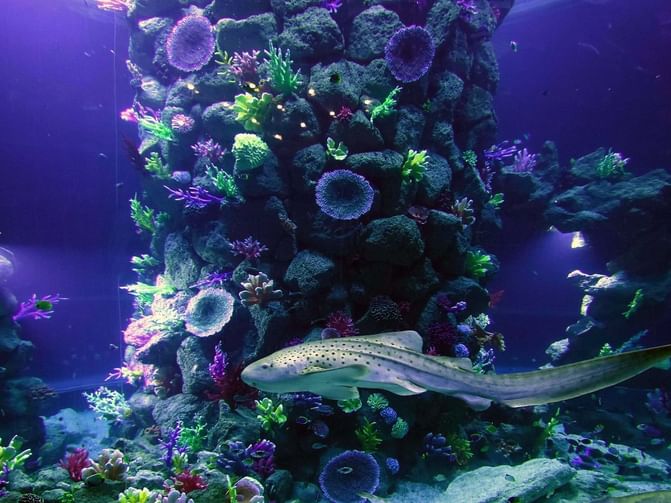 Aquarium Poema del Mar