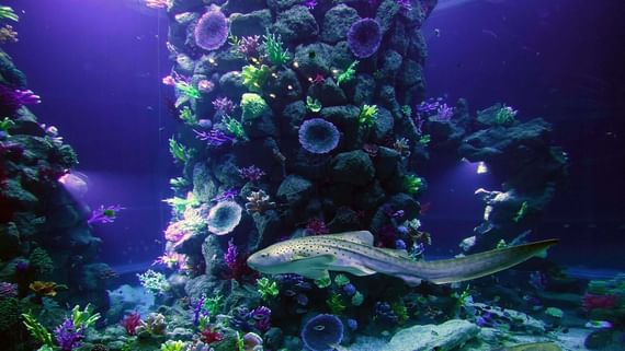 Aquarium Poema del Mar