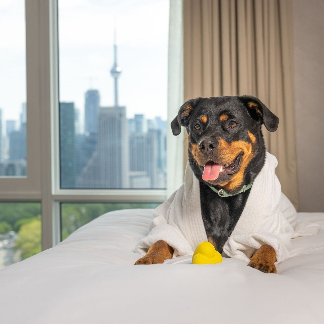 Dog wearing a white bathrobe sitting on a bed facing floor-to-ceiling windows with city views at Hotel X Toronto