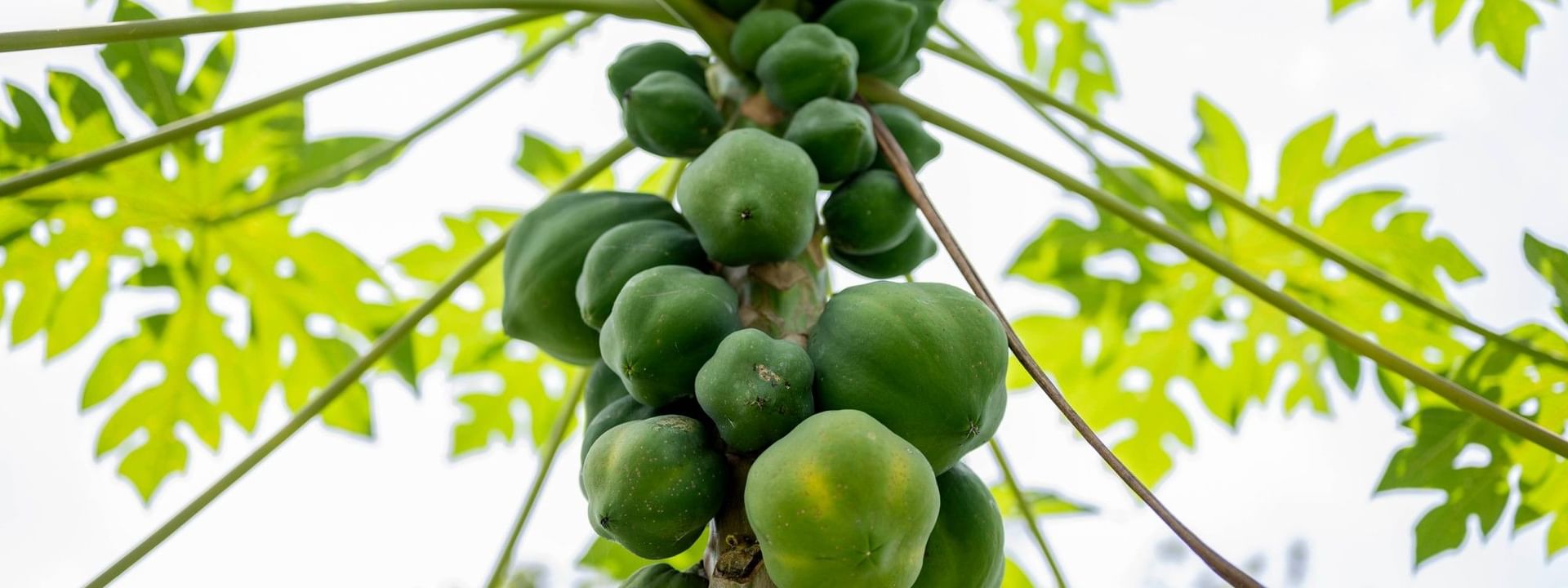 Fresh green papayas on a tree by large leaves under a bright sky at The Naviti Resort in Korolevu, Fiji