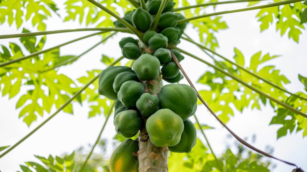 Green papayas hanging from a tree at The Naviti Resort in Korolevu, Fiji.