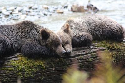 grizzly bear cubs