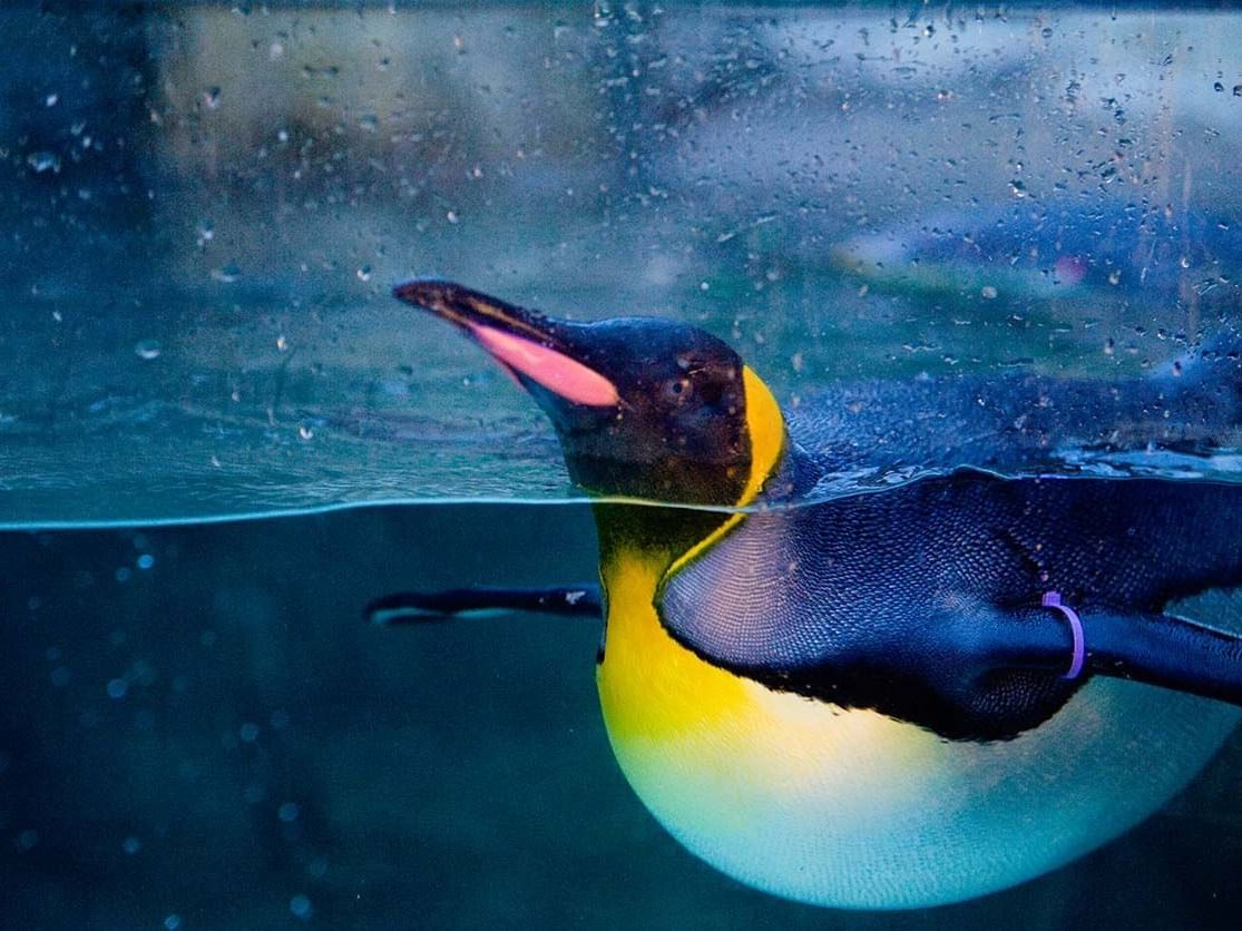 Penguin swimming at the zoo.