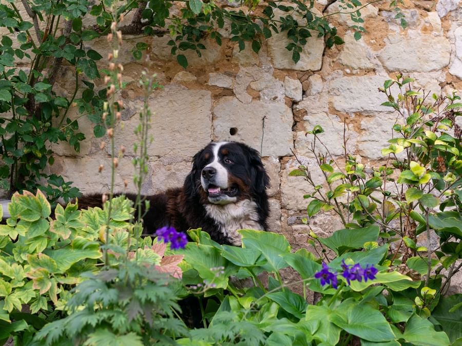 A dog in the garden of Le Domaine de Mestre